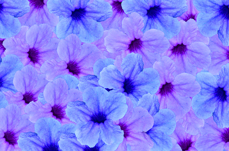 Blue violet color Beautiful flower backgroundの写真素材