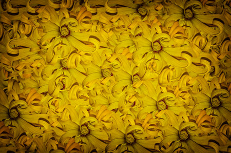 Beautiful Cananga odorata in vintage light backgroundの写真素材