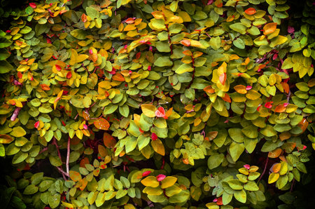 Yellow leave texture background in vintage light