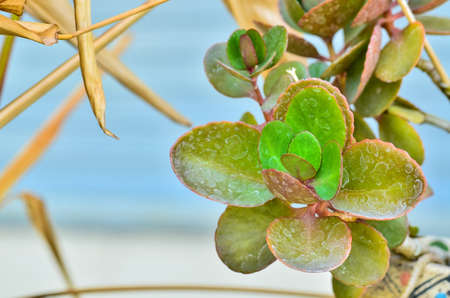 Close up Flaming Katy in gardenの写真素材