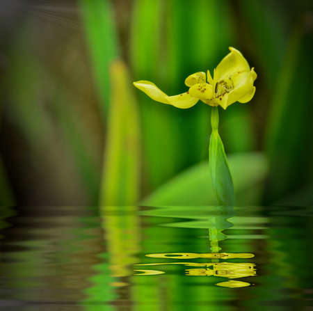 Blackberry Lily blooming in garden and reflect