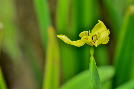 Blackberry Lily blooming in garden