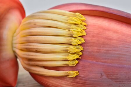 Close up flower and ripe banana の写真素材