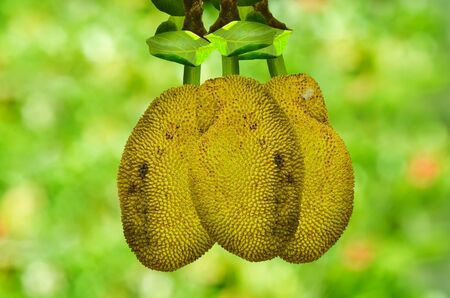 Jackfruit isolate on green nature backgroundの写真素材