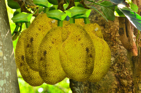 Yellow Jack fruit hang on the tree