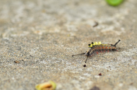 Beautiful Caterpillar on the floorの写真素材