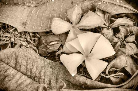 Many Plumeria on the ground in Color Spearsの写真素材