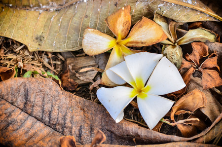 Many Plumeria on the groundの写真素材