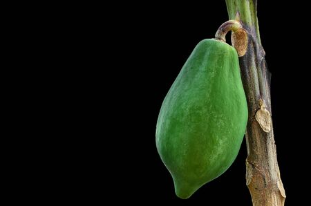 papaya tree with single fruits on black backgroundの写真素材
