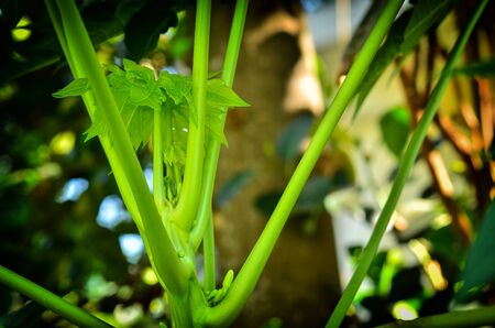 Close up top of papaya tree in gardenの写真素材