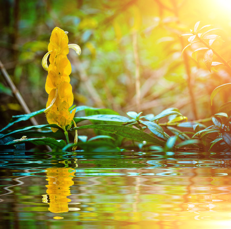 Golden Candle Plant  with reflect in waterの写真素材