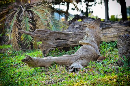 old and knotty timber in gardenの写真素材