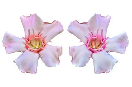 Close up Allamanda flower isolate on white backgroundの写真素材