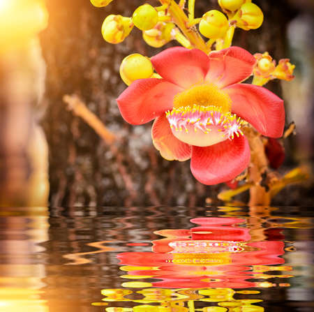 Beautiful Sal flowers with bokeh background and reflectionの写真素材
