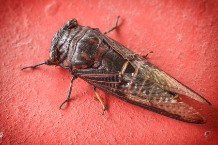 close up Cicada on red cement background 