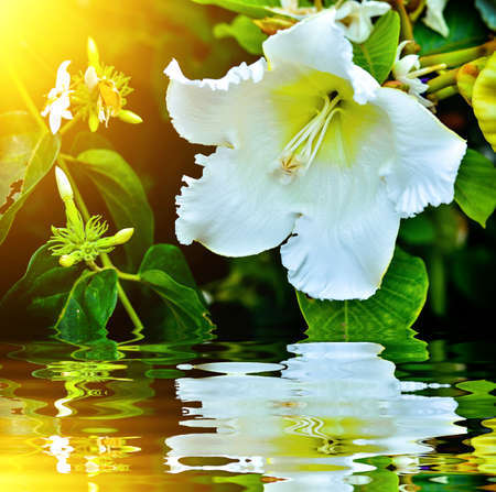 white Beaumontia Grandiflora blooming with reflection near waterの写真素材