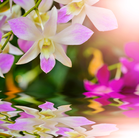 Beautiful pink ochids in garden with reflectの写真素材