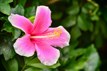 Beautiful hibiscus blooming in gardenの写真素材