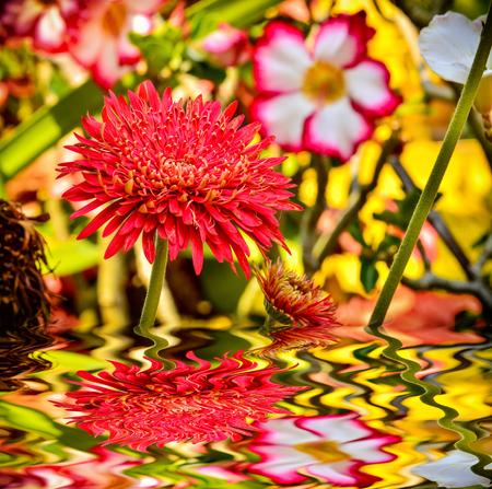 Gerbera flower blooming in garden with reflectの写真素材