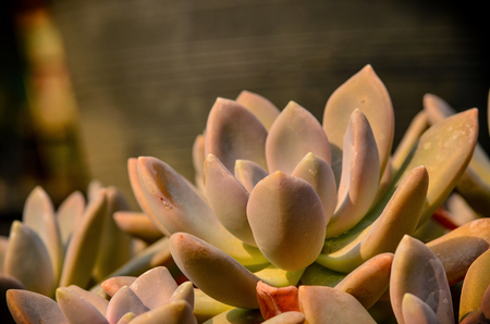 Cactus flower in garden on light morningの写真素材