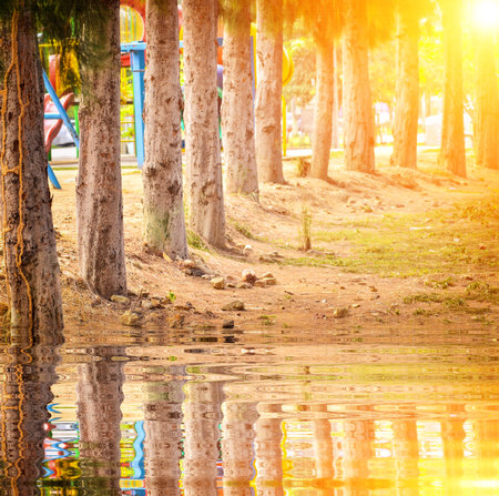 Line pine trees near porn with reflect