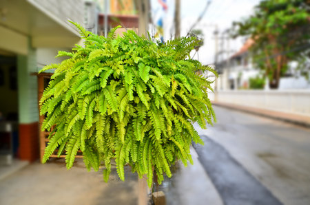 Beautiful Fishbone Fern Hanging for decorationの写真素材