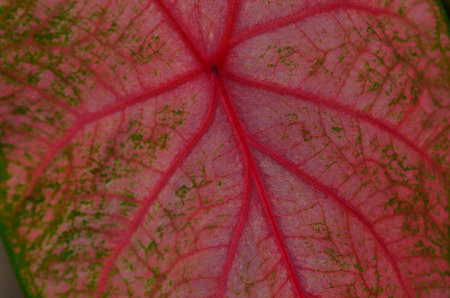 Close up Beautiful Caladium Bicolor leaf texture