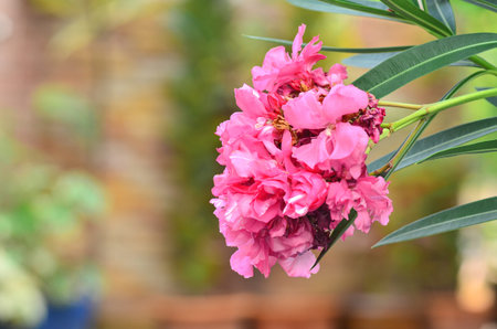 Beautiful Rose Bay bloom in garden
