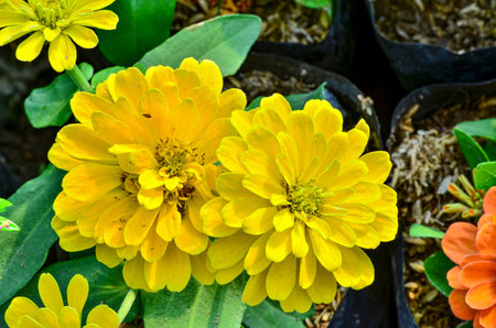 Yellow zinnia flowers in a black planting bag