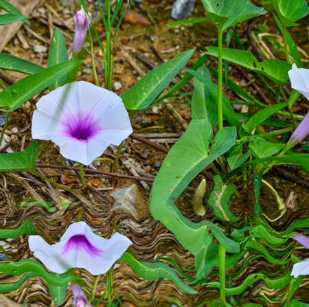 Beautiful morning glory flowers on the ground with refect