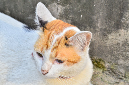 Three colored cats sit and look at thingsの写真素材