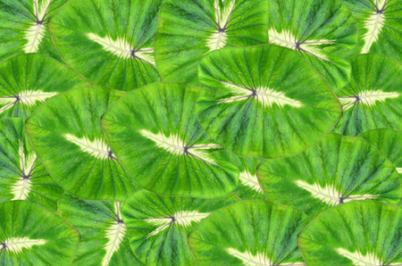 Colocasia waikiki leaf background