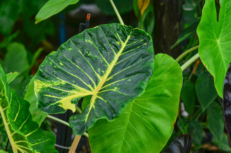 Alocasia New Guinea Gold in gardenの写真素材