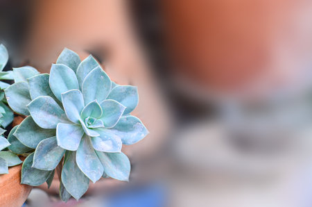 Beautiful Echeveria Minima in potの写真素材