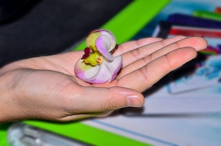 Flowers in the palm of your handの写真素材