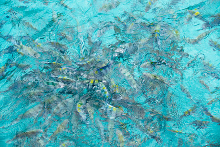 Beautiful fish in the sea.