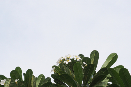 plumeria blue sky backgroundの写真素材