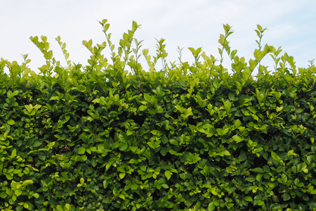 Wall Green tree The top is the skyの写真素材