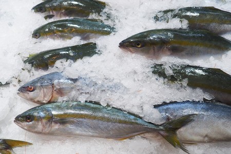 Frozen fishの写真素材