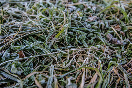 morning frostの写真素材