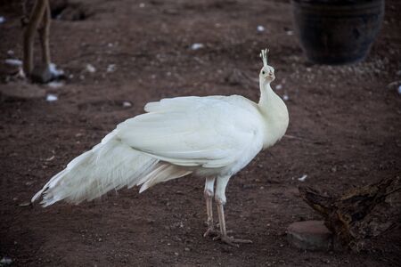 White peacock on the groundの写真素材