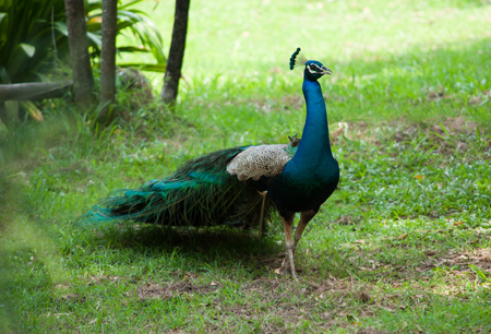 peacock showing in thailand zooの写真素材