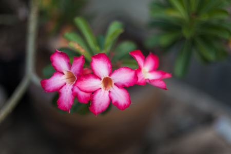 Azalea flowers in the gardenの写真素材