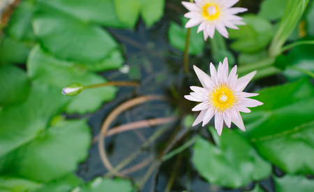 A small lotus in a garden bath.の写真素材