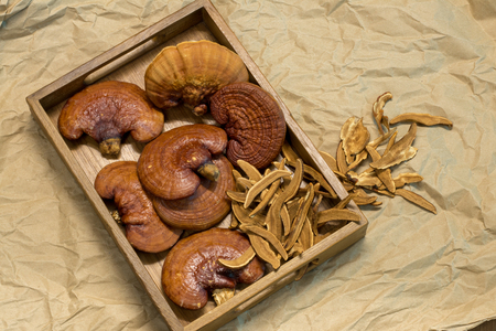 Lingzhi mushroom Red For Healthyの写真素材