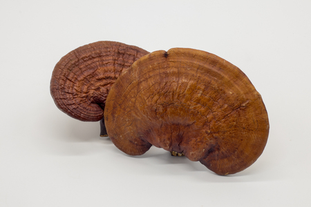 Lingzhi mushroom Red For Healthyの写真素材