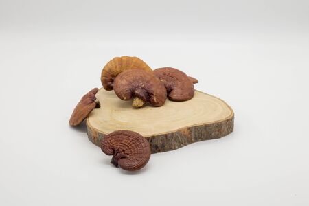 Lingzhi mushroom Red For Healthyの写真素材