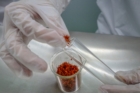 Safflower is tested to be a supplement and medicineの写真素材