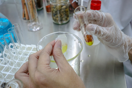 Safflower is tested to be a supplement and medicineの写真素材
