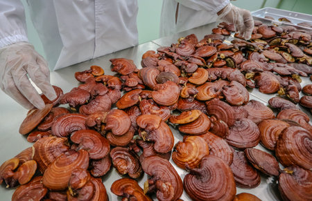 Red lingzhi Produce as supplements and medicines